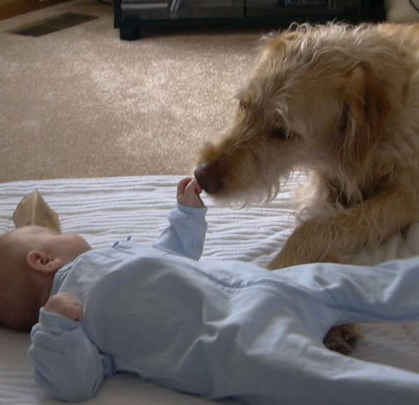 Newborns and Your Family Dog